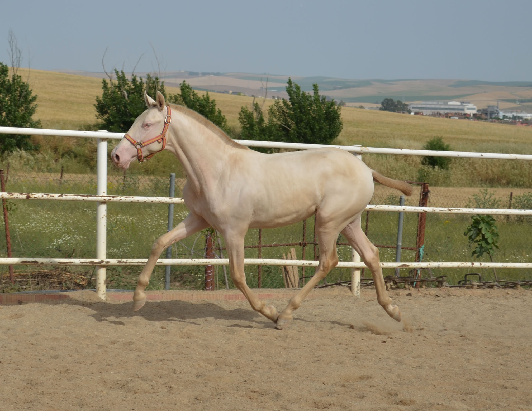 Caballo en Venta